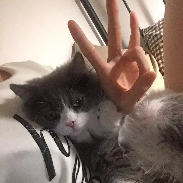 傅寒玉茜